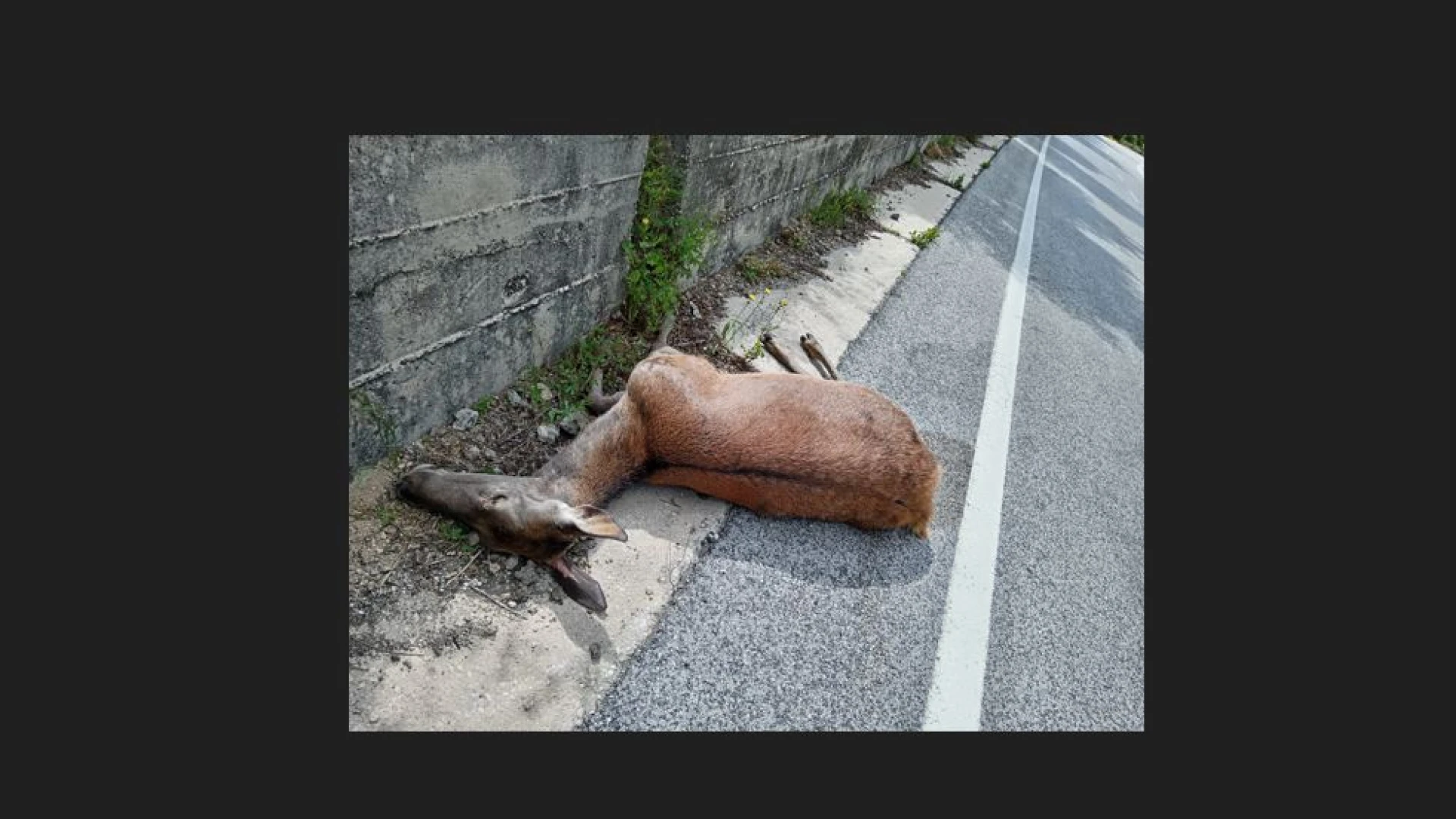 Colli a Volturno: cervo investito sulla statale 158 questa mattina. Lo scontro con un mezzo pesante all'altezza della galleria tra Colli e Rocchetta.